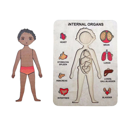 Lerne Den Menschlichen Körper – Anatomie Holzpuzzle
