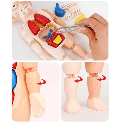 3D-Anatomie-Model für Kinder – Lernspielzeug mit Organen