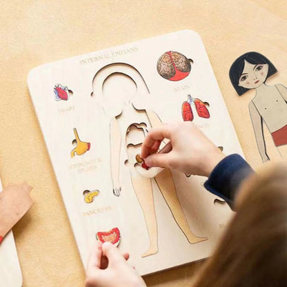 Lerne Den Menschlichen Körper – Anatomie Holzpuzzle
