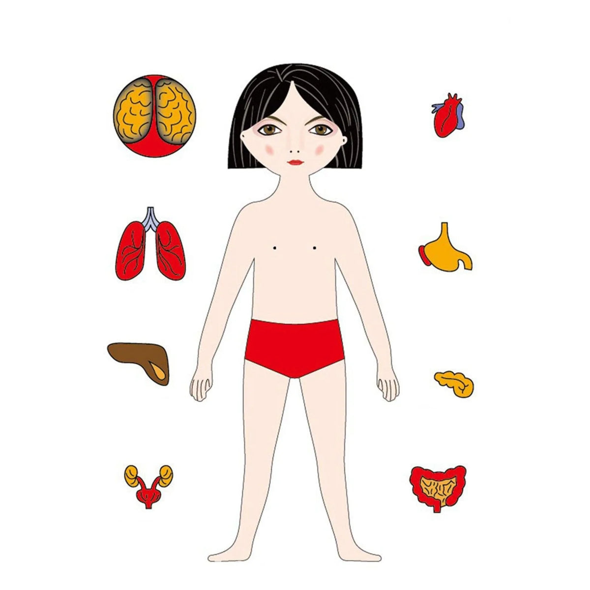 Lerne Den Menschlichen Körper – Anatomie Holzpuzzle