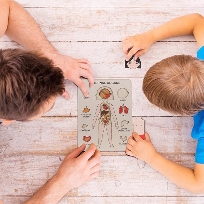 Lerne Den Menschlichen Körper – Anatomie Holzpuzzle